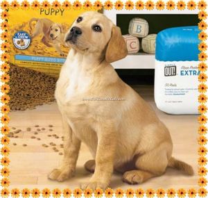 Cute yellow lab puppy